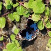 Podél lesních okrajů i ve vesnicích poletuje babočka Junonia orithya. Foto P. Kočárek