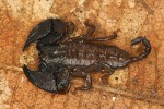 Nejhojnější štír NP Ulu Temburong – štír partenogenetický (Liocheles  australasiae). Foto P. Kočárek