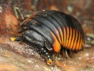 Většina druhů vzhledem atraktivních velesvinulí rodu Castanotherium patří zřejmě k potravním specialistům,  proto se jejich chov zatím nedaří. Foto F. Trnka