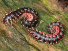 Plochule (jako Gigantomorpha  immanis) se brání výběžky po stranách těla, účinnější však patrně bude  produkce kyanovodíku a výstražné  zbarvení. Foto F. Trnka