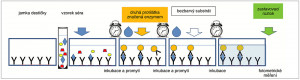 Schéma ELISA stanovení (Enzyme-Linked Immuno Sorbent Assay). Na dně každé jamky je navázána první protilátka proti stanovovanému analytu, po přidání vzorku séra se vychytá právě a jen ta látka, kterou stanovujeme, po promytí přidáme druhou protilátku značenou enzymem, která se naváže na komplex první protilátky a analytu, po opětovném promytí a přidání bezbarvého substrátu se tento enzymaticky štěpí za vzniku barevného produktu. Zastavovací roztok (většinou silná kyselina) tuto přeměnu ukončí a barevný produkt je stabilní jednotky až desítky minut do konečného fotometrického měření. Orig. Z. Vaníčková
