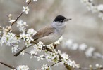 Pěnice černo­hlavá (Sylvia atricapilla). Foto J. Bohdal