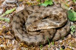 Řecká linie užovky podplamaté (Natrix tessellata) je dalším kandidátem na samostatný taxon, protože se oddělila od ostatních populací tohoto druhu  asi před 6,5 milionu let. Foto D. Jablonski