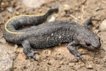 Triturus ivanbureschi, nedávno popsaný endemický druh čolka původem z východního Balkánu. Strandža. Foto D. Jablonski