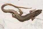 Útočiště endemickým druhům poskytují i chorvatské a černohorské Dinaridy. Ještěrka mosorská (Dinaro­lacerta mosorensis) z pohoří Biokovo. Foto D. Jablonski