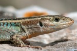 Peloponés obývá několik endemických druhů ještěrů, jako ještěrka peloponéská (Podarcis peloponnesiacus). Foto D. Jablonski