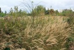 Třtina křovištní (Calamagrostis epigejos) je příkladem konkurenčně silného druhu, který se šíří na opuštěných  loukách nebo pastvinách. Vytváří hustý vysoký porost a množství stařiny.  V takových porostech je schopno přežít jen několik málo druhů rostlin. Druhové bohatství původně obhospodařované louky se tak snižuje. Foto M. Chytrý