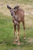 Mladý samec kudu velkého  (Tragelaphus strepsiceros) v jihoafrické  rezervaci Pilanesberg. Za čtvrtstoletí poklesla početnost velkých savců v afrických národních parcích, přírodních rezervacích a dalších typech chráněných území v průměru o 59 %, přičemž k největšímu úbytku došlo v západní Africe. Foto J. Plesník