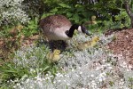 Z invazních ptačích druhů vyskytujících se v Evropě má největší negativní dopad na prostředí a ekonomiku berneška velká (Branta canadensis), původem  ze Severní Ameriky. Nápadný vrubozobý pták spásá vegetaci i na polích. Park v pařížské čtvrti Vincennes. Foto J. Plesník