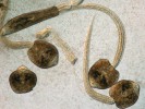 Motolice velká (Fascioloides  magna). Cerkárie – larvy uvolněné z mezihostitelského plže se volně pohybují ve vodním prostředí a vyhledávají vhodnou vegetaci (na níž dojde ke vzniku cysty, tzv. metacerkárie). Foto D. Modrý