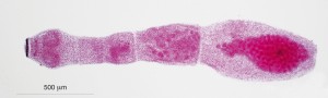 Dospělec měchožila větveného (Echinoccocus multilocularis)  je oproti ostatním tasemnicím velmi  drobný, jeho tělo se skládá z malého počtu článků a kulovitá vajíčka jsou  patrná pouze v posledním článku. Z pozřeného infekčního vajíčka se v mezihostiteli (včetně člověka) líhne larva pronikající do jater, kde se vyvíjí  do měchýřku vyplněného tekutinou s formující se hlavičkou budoucí  tasemnice, protoskolexu.  Foto J. Bulantová 