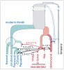 Introgrese – modře moderní lidé (Homo sapiens: Sanové, Jorubové,  Francouzi, Číňané, Papuánci), červeně neandertálci (H. neanderthalensis) a denisované (formálně nebyli dosud popsáni; blíže v textu). Šipky ukazují směr introgrese genetické informace a její intenzitu v procentech velikosti genomu. Všimněme si křížení denisovanů s někým starým a záhadným (H. erectus?) a křížení altajských neandertálců se starou a vymřelou populací moderních lidí – což je záhada, protože tou dobou měli moderní lidé žít v Africe a neandertálci v Eurasii. Upraveno podle: M. Kuhlwilm a kol. (2016)