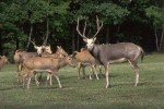 Jelen milu (Elaphurus davidianus) je pravděpodobně mezidruhovým křížencem mezi jelenem lyrorohým (Cervus eldi) z mateřské strany a j. wapiti (C. canadensis) z otcovské strany nebo mezi nějakými jejich vymřelými příbuznými. Protože existuje fosilní záznam jelena milu z pozdního pliocénu, jeho vznik nebyl ovlivněn člověkem. Foto V. Motyčka