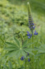 Za původní areál lupiny mnoholisté neboli vlčího bobu mnoholistého (Lupinus polyphyllus) je považována Severní Amerika. Do ČR byla úmyslně introdukována jako okrasná rostlina. Jde tedy o nepůvodní druh, invazní neofyt, rovněž na unijním seznamu. V dnešní době ji najdeme téměř po celém našem území s těžištěm výskytu v pohraničních horách. Foto K. Štajerová