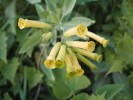 Jihoamerický tabák sivý (Nicotiana glauca) se ve svém původním areálu vyskytuje především v okolí toků, včetně tzv. rio muerto, což jsou koryta řek vyschlá po většinu roku. Ve Středozemí, na Kanárských ostrovech i jinde je tento druh invazní a lze ho nalézt v širokém spektru biotopů – kromě okolí toků se s oblibou vyskytuje i na různých synantropních stanovištích, včetně suchých míst. Foto M. Hejda