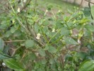 Druh Salpichroa origanifolia (lilkovité – Solanaceae) se ve svém původním areálu, Jižní Americe, vyskytuje především v okolí toků a v synantropních  biotopech s velkým obsahem živin – např. na shromaždištích dobytka.  Sekundárně ho najdeme ve Středozemí i v jiných klimaticky podobných  oblastech, opět nejčastěji na člověkem ovlivněných místech a živinami  (zejména dusíkem) bohatých půdách. Foto M. Hejda
