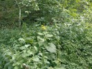 Kolotočník ozdobný (Telekia speciosa) v břehovém porostu horského toku  ve svém původním areálu v rumunských Karpatech. I břehy horských toků mohou sloužit jako zdrojový biotop úspěšných invazních druhů. V České republice se kolotočník rozšířil zejména na vlhkých nivních loukách a v údolních olšinách ve srážkově bohatých oblastech, jako jsou např. Jizerské hory nebo Slavkovský les. Spektrum invadovaných biotopů je ale pravděpodobně širší než rozsah biotopů, v nichž druh roste v Karpatech. U nás kolotočník najdeme i na člověkem narušených místech v oblastech s odlišným klimatem než v jeho původním areálu. Foto M. Hejda