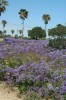 Limonka chobotnatá (Limonium sinuatum) je původně jihoevropský druh přizpůsobený pobřežním oblastem se zvýšeným obsahem soli, která se do půdy dostává při bouřích s aerosolem mořské vody. Podobné podmínky se nacházejí na pobřeží Tichého oceánu v Kalifornii, kde tento druh úspěšně invadoval na rozsáhlých plochách. Limonka je příkladem druhu, který se v původním i druhotném areálu váže na velmi podobné biotopy. Foto M. Chytrý