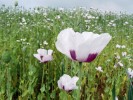 Alkaloid morfin (morfium) se jako přírodní opiát z nezralých tobolek máku setého (Papaver somniferum) používá v lékařství pro silné analgetické účinky. V těle se část dávky v II. fázi biotransformace metabolizuje na morfin-6-glukuronid, který tiší bolest mnohem účinněji než samotný morfin. Čistý alkaloid  poprvé izoloval v r. 1804 německý  lékárník Friedrich Sertürner a na základě jeho omamných účinků pojmenoval morphium podle Morphea – řeckého boha snů. Foto D. Michalcová