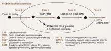Schematické znázornění biotransformace cizorodé látky. Sloučenina vstupuje do buňky nejčastěji samovolnou difuzí a pouze výjimečně s pomocí přenašečů. Poté je zpolarizována enzymy první fáze, přičemž mohou vznikat meziprodukty poškozující některé části buňky (např. nukleové kyseliny a proteiny, dochází k vazbě na receptory). Po navázání  endogenního substrátu v druhé fázi  (konjugaci) se z většiny sloučenin stávají biologicky neaktivní látky, které jsou  ve třetí fázi vyloučeny transportéry ven z buňky. Blíže v textu. Podle: K. W. Bock (2003), upravil O. Ženata