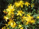 Třezalka tečkovaná (Hypericum  perforatum) obsahuje léčivou látku hyperforin s antidepresivními účinky, zvyšující v těle hladinu jaterního enzymu CYP3A4. Tento enzym se účastní např. odbourávání ethinylestradiolu, účinné  látky hormonální antikoncepce. Třezalka u nás roste na výslunných stráních,  sušších loukách apod. Foto J. Kašpar