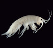 Dospělý jedinec blešivce potočního (Gammarus fossarum) dorůstá velikosti okolo 1,5 cm. Na obr. je patrné i morfologické rozrůznění končetin, tvořících  čtyři funkční celky. Foto B. Georgievová