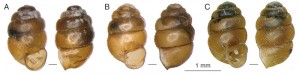 Čelní a boční pohled na ulity v textu komentovaných druhů vrkočů: A – v. věstonický (Vertigo pseudosub­striata); B – v. botanický (V. kushiorensis botanicorum); C – v. Chytrého  (V. chytryi). Foto M. Horsák