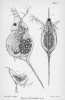 Hrotnatka Daphnia lumholtzi s trny  na hlavě, které mohou posloužit  jako efektivní obrana proti konzumaci  plůdkem ryb. Tato unikátní vlastnost vysvětluje rozsáhlý areál původně  tropického druhu (od Afriky přes Asii po Austrálii) i jeho úspěšné recentní invazní šíření v Americe.  Kresba: G. O. Sars, z původního popisu druhu (1885). Viz též obr. 6 a 7  na str. 194 této Živy