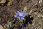 Len karpatský (Linum extraaxillare) z Belianských Tater na vápencové části nově budované Karpatské květeny. Foto L. Hrouda