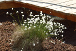 Suchopýr pochvatý (Eriophorum vaginatum) z Třeboňska v nově budované expozici Rašelina. Foto L. Hrouda