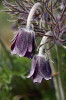 Koniklec luční český (Pulsatilla pratensis subsp. bohemica) v Botanické zahradě Přírodovědecké fakulty Univerzity Karlovy v expozici Středoevropská květena. Tento středoevropský endemit roste na stepních stráních a skalách na bazických podkladech. Patří mezi silně ohrožené taxony květeny České republiky (kategorie C2). Foto L. Hrouda