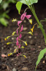 Sezonně zatahující Globba winitii z čeledi zázvorovitých (Zingiberaceae). Zázvory v širším slova smyslu se zabývá rozsáhlá skupina vědců z PřF UK, díky nimž jsme získali pro sbírky mnoho cenných druhů, včetně této globy. Foto A. Procházková