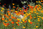 Sluncovka kalifornská (Eschscholzia californica) se sama na skalce přesévá a populace se tak každoročně obnovuje bez větších zásahů zahradníka. Podzimní semenáče dokonce během mírných zim přežívají a první vlna květů je ke spatření již začátkem května, další pak na jarní generaci semenáčů následují v průběhu léta až do podzimu. Foto A. Procházková
