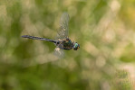 Lesklice horská (Somatochlora alpestris), druh s boreomontánním typem rozšíření, je ve střední Evropě vázána na horská vrchoviště s různými typy rašelinných vod. Ve vnitrozemí České republiky se vyskytuje pouze v Brdech, kde se dnes rozmnožuje téměř výhradně v rašelinných jezírkách vzniklých po dopadu munice. Foto M. Černý