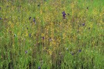 Bublinatky (Utricularia) a další doprovodné druhy na sezonní  mokřadní savaně v severovýchodním Thajsku.  Dominantou je zde  žlutě kvetoucí  bublinatka dvojklaná  (U. bifida)  a modrofialová  b. stračkovitá  (U. delphinioides).  Uplatňují se také světle fialové U. ramosissima a Burmannia coelestris. Národní park Pha Taem, říjen 2018. Foto J. Franta