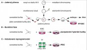 Reprogramování buněk. Metoda jaderného přenosu (A) – z oocytu ve stadiu metafáze II (M II) jsou odstraněny metafázní chromozomy (proces enukleace) a naopak vneseno jádro z terminálně diferencované buňky (unipotentní). Vzniklé embryo můžeme nechat dále vyvíjet  in vitro do stadia blastocysty a z její ICM kultivovat NT-ESC (NT – Nuclear Trans­fer; embryonální kmenové buňky po jaderném přenosu). Také lze přenést vzniklé embryo do dělohy náhradní matky a nechat narodit klon. Při buněčné fúzi (B) po spojení somatických buněk s buňkami embryonálními vznikne pluripotentní hybridní linie. Indukované reprogramování (C) znamená, že somatická buňka  je reprogramována pomocí vnesení transkripčních faktorů (TF) za vzniku indukovaných pluripotentních buněk (iPSC). Orig. K. Vodičková Kepková