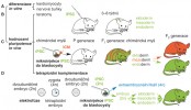 Funkční hodnocení pluripotence.  Buňky je možné přímo diferencovat in vitro do různých buněčných populací (A). Schopnost tvořit teratomy (B): iPSC jsou injikovány imunodeficientním myším (tedy s potlačeným imunitním systémem) do podkoží na hřbetu. Za 3–8 týdnů se spontánně začnou tvořit teratomy – nádory složené ze směsi nediferencovaných a diferencovaných buněk. K prokázání pluripotence testovaných buněk musí být v teratomu nalezeny tkáně všech tří zárodečných listů – ektodermu, mezodermu a endodermu. Schopnost tvorby chimérických myší (C): iPS buňky jsou injikovány do myší blastocysty a blastocysta je přenesena do náhradní matky (P – parentální generace). Poté se hodnotí přispění do jednotlivých tkání potomků (F1 – filiální generace). Pokud se vnesené buňky začlenily do zárodečné linie, v následující F2 generaci nalezneme myši geneticky identické s vnesenými buňkami. Tetraploidní komplementace (D). Dvoubuněčné embryo se pomocí  elektrofúze spojí a vznikne jednobuněčné embryo, které má zdvojnásobenou dědičnou informaci – ze dvou sad chromozomu 2n (diploidní) se stanou čtyři sady chromozomů 4n (tetraploidní). Takto upravené embryo se může vyvinout do stadia blasto­cysty, kde k němu injikujeme iPSC, které jsou diploidní. Diploidní iPS buňky založí nový vyvíjející se plod a z tetraploidních buněk se stanou extraembryonální tkáně. Orig. K. Vodičková Kepková 