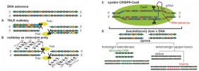 Metody pro cílenou editaci genomu. A – TALE nukleázy (Transcription Activator-Like Effector Nucleases, TALENs) jsou proteiny rozeznávající cílovou sekvenci DNA pomocí domén, které  specificky vážou jednotlivé nukleotidy.  Navázaná nukleáza FokI pak DNA naštěpí. B – nukleázy se zinkovými prsty  (Zinc Finger Nucleases, ZFNs) rozlišují DNA na podobném principu, ale oproti TALEN doménám každý zinkový prst rozpoznává trojici nukleotidů. Kombinací různých zinkových prstů lze opět  specificky vázat a pomocí nukleázy FokI štěpit libovolnou sekvenci DNA.  C – CRISPR-Cas9 systém využívá  k identifikaci cílové sekvence DNA řetězec „naváděcí“ RNA (guide, gRNA)  s komplementární sekvencí nukleotidů k rozeznávanému cíli. Pokud cílová DNA obsahuje hned vedle úseku rozpozná­vaného gRNA tzv. PAM sekvenci  (nejčastěji trinukleotid NGG),  je rozštěpena nukleázou CAS9. D – všechny tři představené metody vyvolají dvouřetězcový zlom v DNA (Double Strand Break, DSB). Ten je pak opraven buď vznikem nehomologního koncového spoje (Non-Homologous End Joining, NHEJ), nebo homologní rekombi­nací (Homologous Recombination, HR). NHEJ obvykle vede k vložení (inzerci), nebo ke ztrátě (deleci) krátké sekvence v místě opraveného zlomu. HR používá jinou DNA jako vzor pro opravu zlomu. Tímto způsobem lze do přerušené sekvence vložit požadovaný úsek DNA. Orig. K. Vodičková Kepková