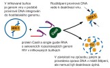 Štěpení provirové HIV DNA pomocí CRISPR-Cas9. Tímto systémem lze specificky štěpit libovolné sekvence v genomu, jako např. provirové sekvence HIV. Podle různých zdrojů kreslila M. Chumchalová