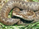 Dospělá samice zmije obecné (Vipera berus) ze západní Šumavy (bývalá obec Stodůlky). Foto J. Moravec