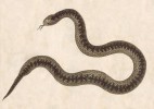 Originální vyobrazení jedince  šumavské zmije, na jehož základě  F. W. Schmidt (1789) popsal druh  Coluber bohemicus. Snímek vyobrazení  laskavě poskytla I. Grosche (Museum für Naturkunde Goerlitz)