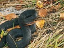 Dospělá melanistická samice zmije obecné (Vipera berus) z centrální Šumavy v blízkosti obce Borová Lada. Foto J. Moravec
