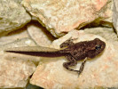 Metamorfující jedinec ropuchy obecné (Bufo bufo) v trvalé vodní nádrži ve svrchním patře velkolomu Čertovy schody v Českém krasu, v červnu 2016. Foto J. Moravec