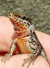 V Praze žijí ještěrky zední (Podarcis muralis) na zdech na Vítkově. Zbarvením připomínají poddruh P. m. muralis, oproti populaci z moravského Štramberku  mají někteří jedinci oranžovou spodní část těla. Foto A. Funk
