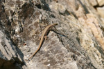 Ještěrka zední (Podarcis muralis). Přírodní památka U Strejčkova lomu v Olomouckém kraji. Foto P. Vlček