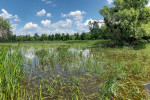 Luční aluviální mokřad Bažina na Košárských loukách. Foto J. Bojková 