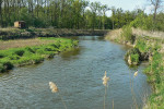 Charakter řeky Dyje v úrovni Pohanska. Foto P. Komzák