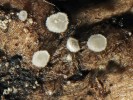 Plodnice druhu Hamatocanthoscypha laricionis (kustřebičkovité – Hyaloscyphaceae). Foto O. Koukol