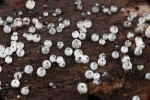 Peritecia chlupatky ovčí (Lasio­sphaeria ovina) na dřevě. Foto M. Kříž
