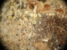 Eriopezia caesia (pavučinovkovité – Arachnopezizaceae). Usušené plodnice a vlákna subikula. Chlupy jsou v terénu bílé, po usušení žluté. Foto M. Šandová